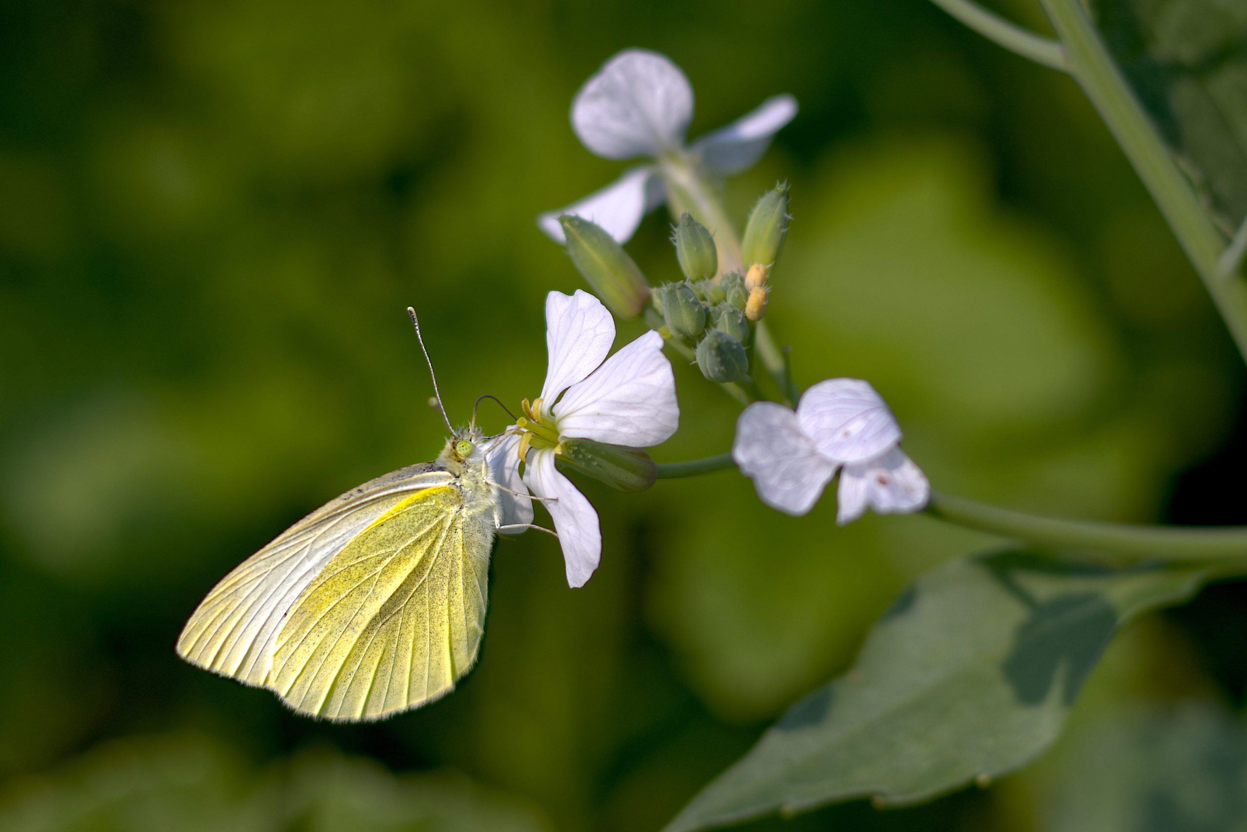 Schmetterling beim Nektar sammeln