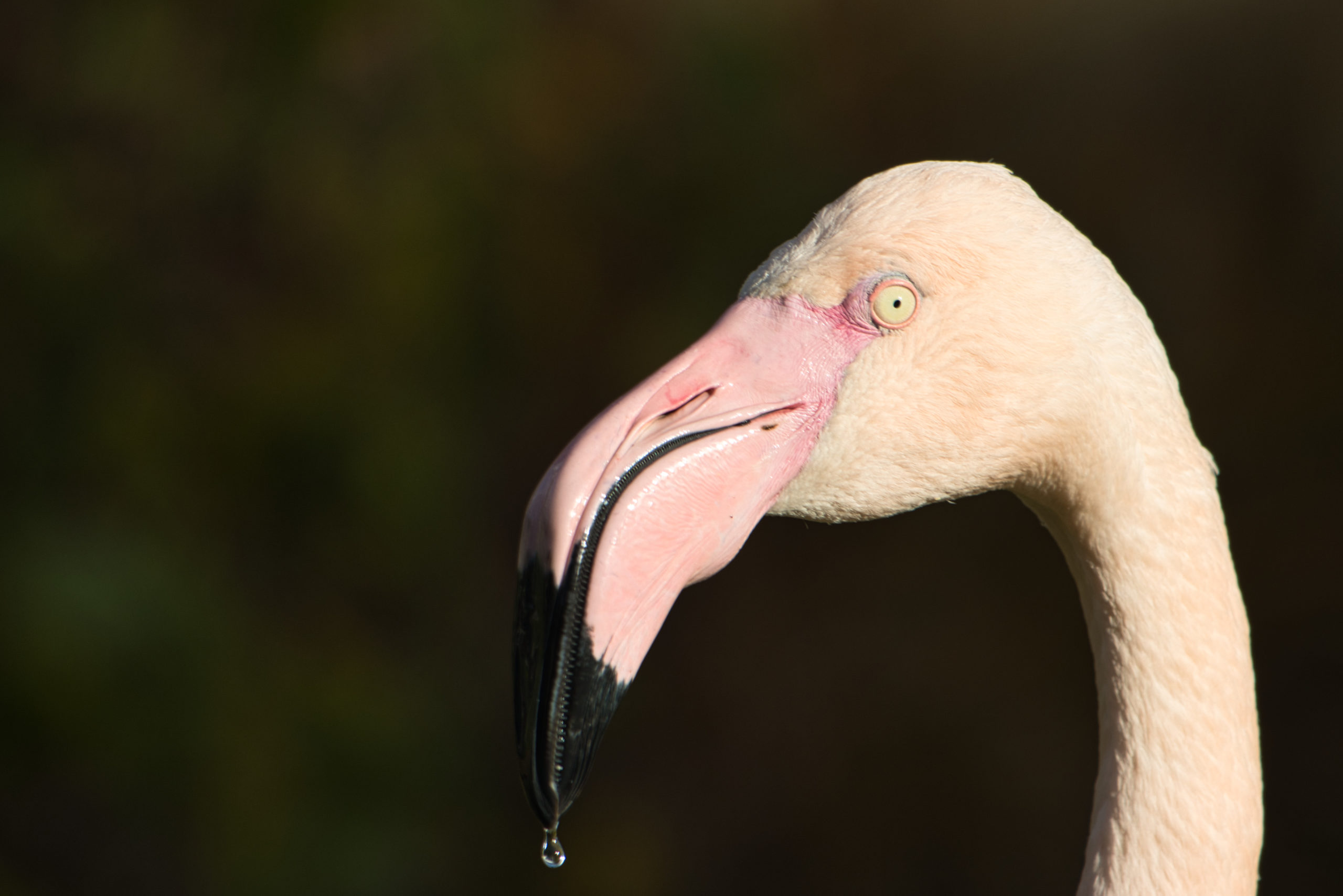 Flamingo nach dem Trinken